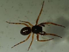 Araneae