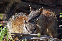 Numbat photo 5