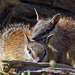 Numbat - Photo (c) r_o_b27, some rights reserved (CC BY-NC)