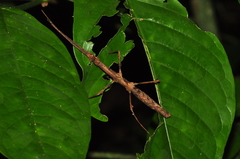 Ceroys perfoliatus