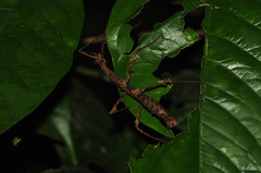 Ceroys perfoliatus