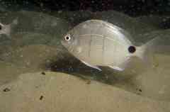 Diplodus lineatus
