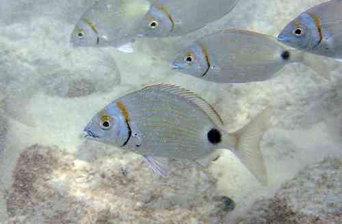 Cape Verde seabream (Diplodus prayensis) — Sparidae