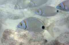 Two-Banded Seabream photo 2