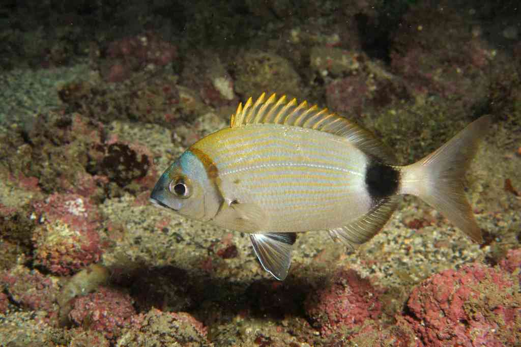 Two-Banded Seabream