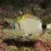 雙帶重牙鯛 - Photo 由 Thomas Menut 所上傳的 (c) Thomas Menut，保留部份權利CC BY-NC