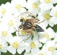 Oxyopes heterophthalmus