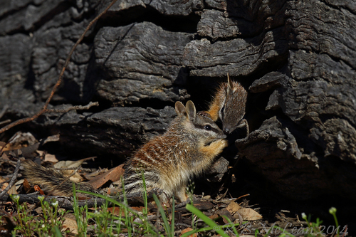 Numbat