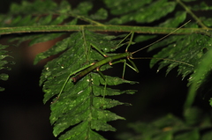 Ceroys perfoliatus