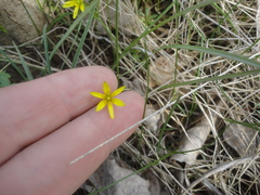 Gagea hiensis