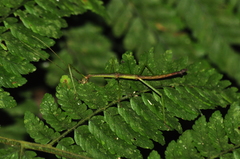 Ceroys perfoliatus