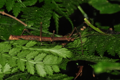 Ceroys perfoliatus