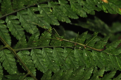 Ceroys perfoliatus
