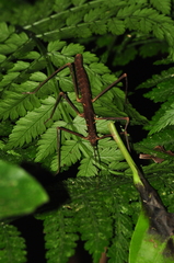 Ceroys perfoliatus