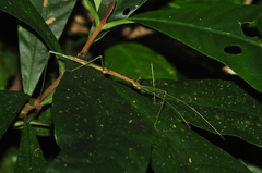 Ceroys perfoliatus
