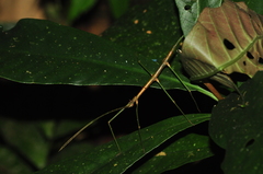 Ceroys perfoliatus
