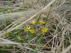 Gagea hiensis