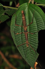 Ceroys perfoliatus