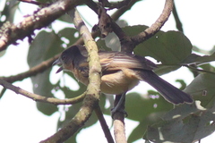 Dryoscopus gambensis