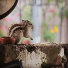 Funambulus pennantii