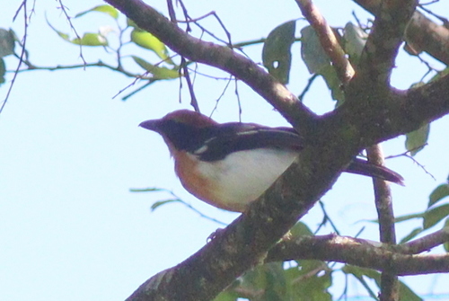 Lühder's Bushshrike (Laniarius luehderi), photo 9