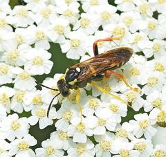 Macrophya superba