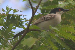 Dryoscopus gambensis