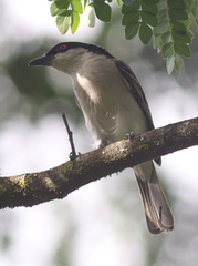 Dryoscopus gambensis