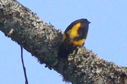 Brown-capped Weaver (Ploceus insignis), photo 6