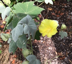 Gossypium tomentosum