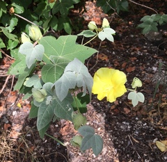 Gossypium tomentosum