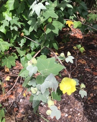 Gossypium tomentosum