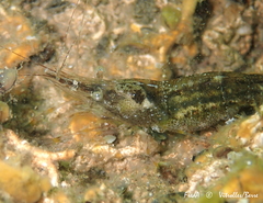 Palaemon adspersus