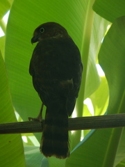 Accipiter francesiae