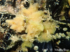 Halichondria bowerbanki