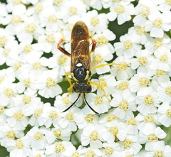 Macrophya superba