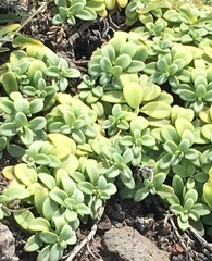 Lipochaeta integrifolia