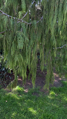 Cupressus nootkatensis