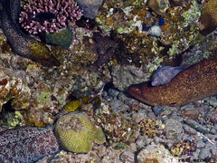 Gymnothorax undulatus