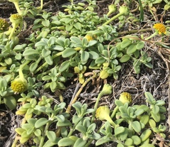 Lipochaeta integrifolia