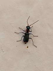 Cyrtosus cyanipennis