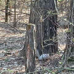 Sciurus vulgaris