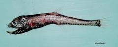 Rendezvous Fish photo 2