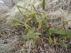 Lepisorus ussuriensis