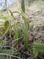 Lepisorus ussuriensis