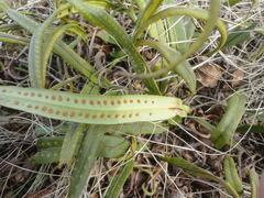 Lepisorus ussuriensis