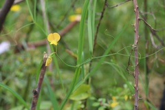 Lathyrus annuus