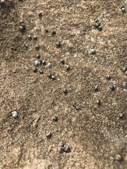 Austrolittorina