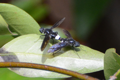 Anthrax aterrimus