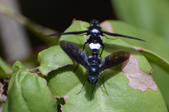 Anthrax aterrimus